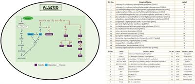 Channeling of Carbon Flux Towards Carotenogenesis in Botryococcus braunii: A Media Engineering Perspective